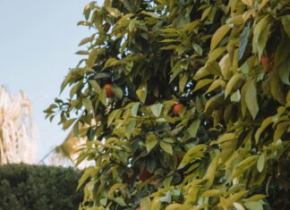 Alineaciones De R.C.D. Mallorca Contra Valencia C.F. ¿Quién Ganará?