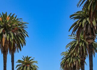 Alineaciones De PSG Contra Aston Villa: ¿Quién Se Llevará La Victoria?