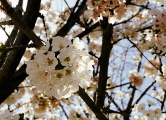Alineaciones De Valencia C. F. Contra Fc Barcelona: ¿Quién Ganará?