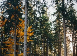 Alineaciones De Rayo Vallecano Contra U. D. Las Palmas: ¿Quién Ganará?