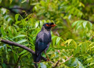 Alineaciones De Betis Contra Alavés: ¿Quién Ganará El Partido?
