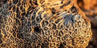 Alineaciones De Celta De Vigo Contra Real Sociedad: ¿Quién Ganará?