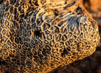 Alineaciones De Rayo Vallecano Contra Real Sociedad: ¿Quién Ganará?