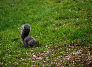Alineaciones De Manchester City Contra Nottingham Forest: ¿Quién Jugará?