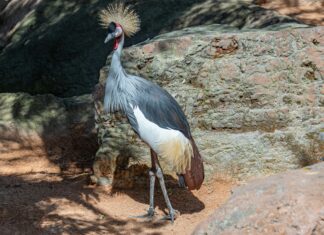 Alineaciones De Alemania Sub-21 Contra España Sub-21: ¿Quién Ganará?