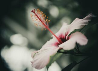 Alineaciones De Jagiellonia Białystok Contra Betis: ¿Quién Ganará?