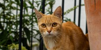 Alineaciones De Bayern Contra PSG: ¿Quién Ganará El Duelo?