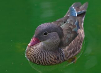 Alineaciones De Málaga CF Contra Elche C. F.: ¿Quién Ganará?