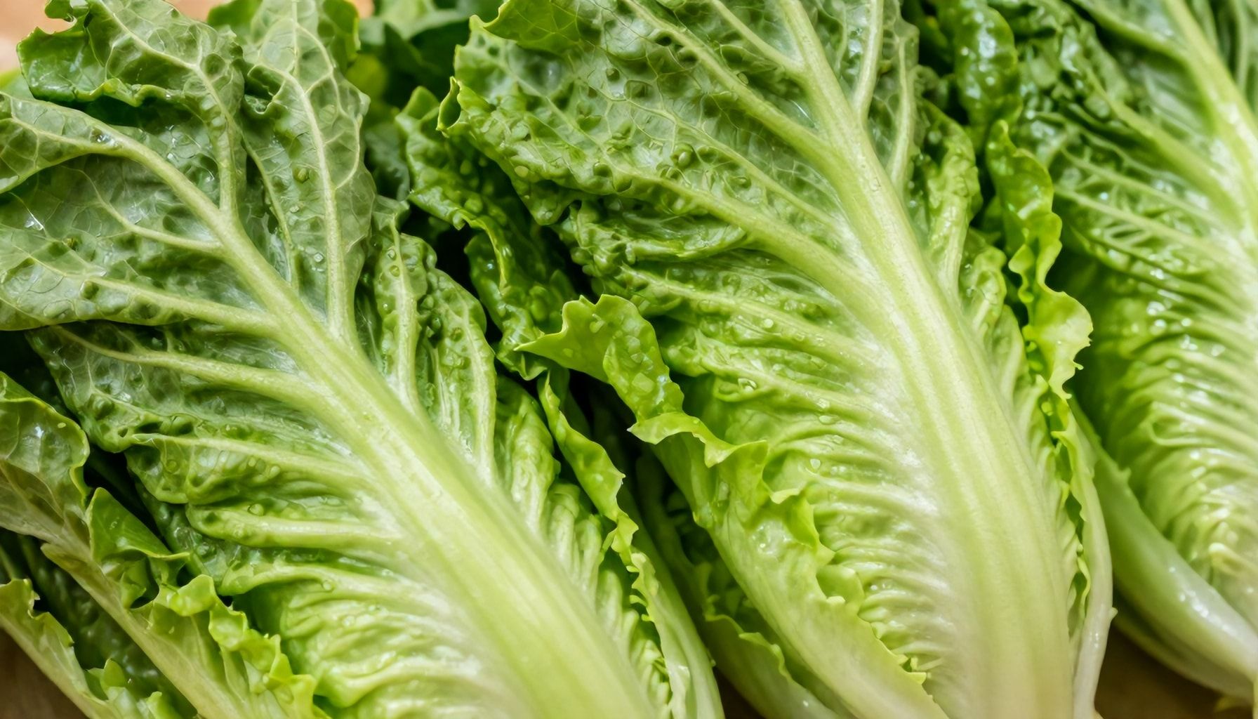 Brotes de E. coli vinculados a la lechuga romana