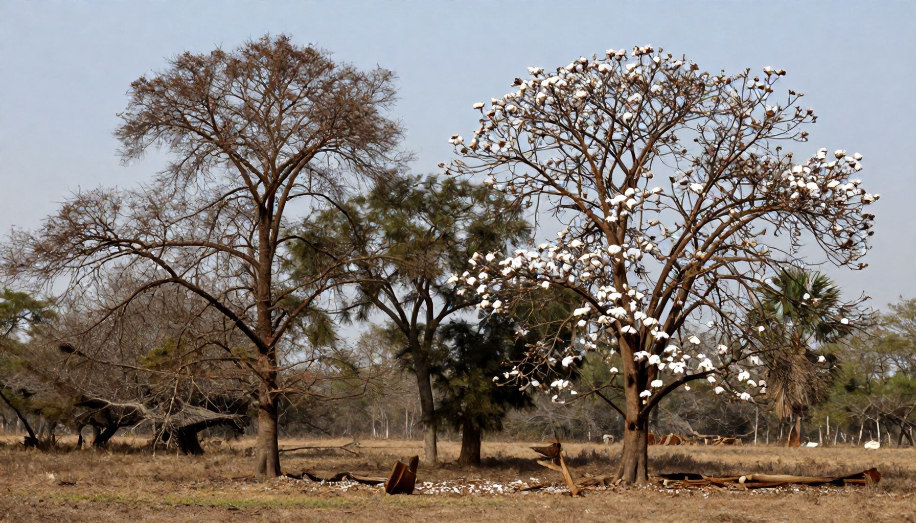 Características únicas de estos árboles
