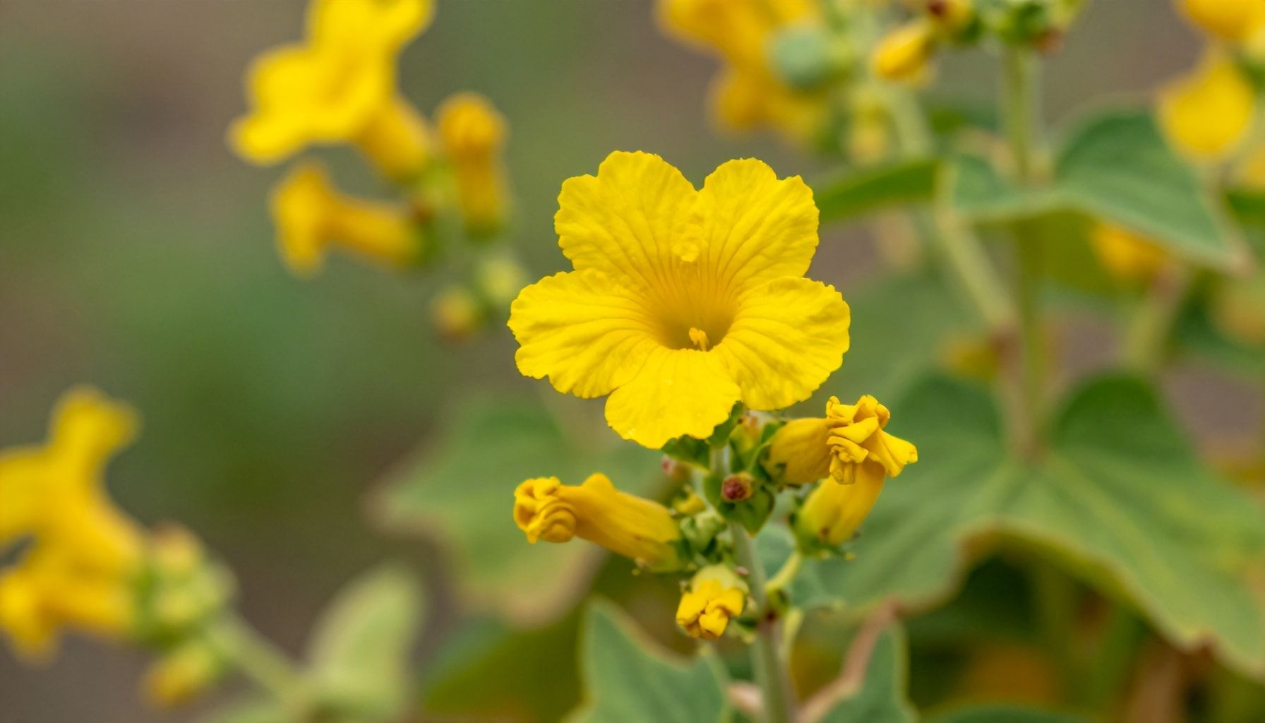 Componentes activos y sus beneficios