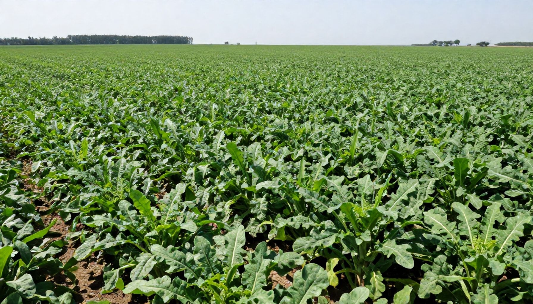 Cultivo sostenible de alfalfa para un futuro saludable