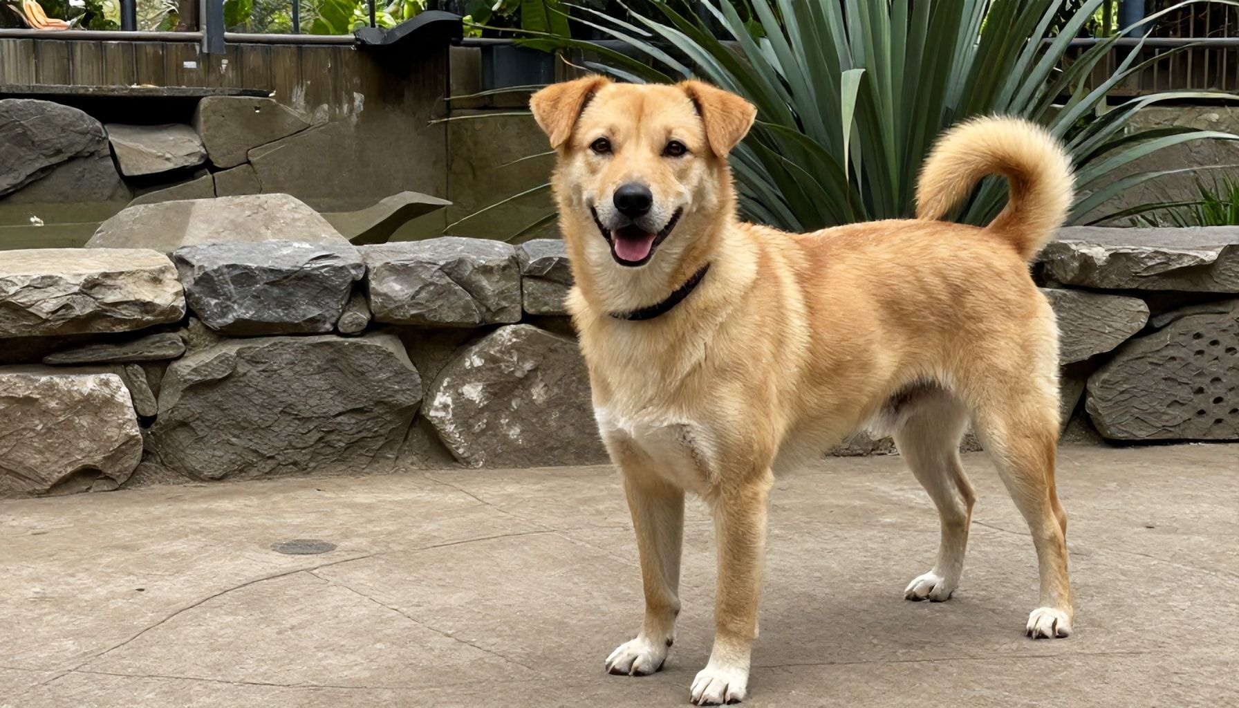 El futuro de los perros rescatados