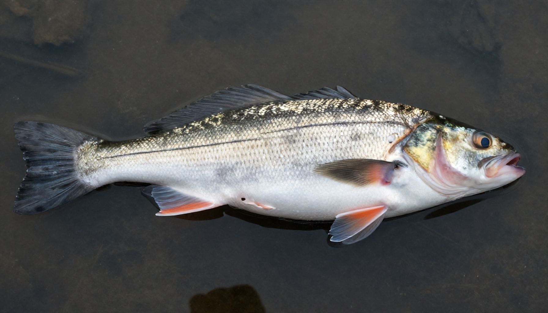 El futuro del mercado del bacalao