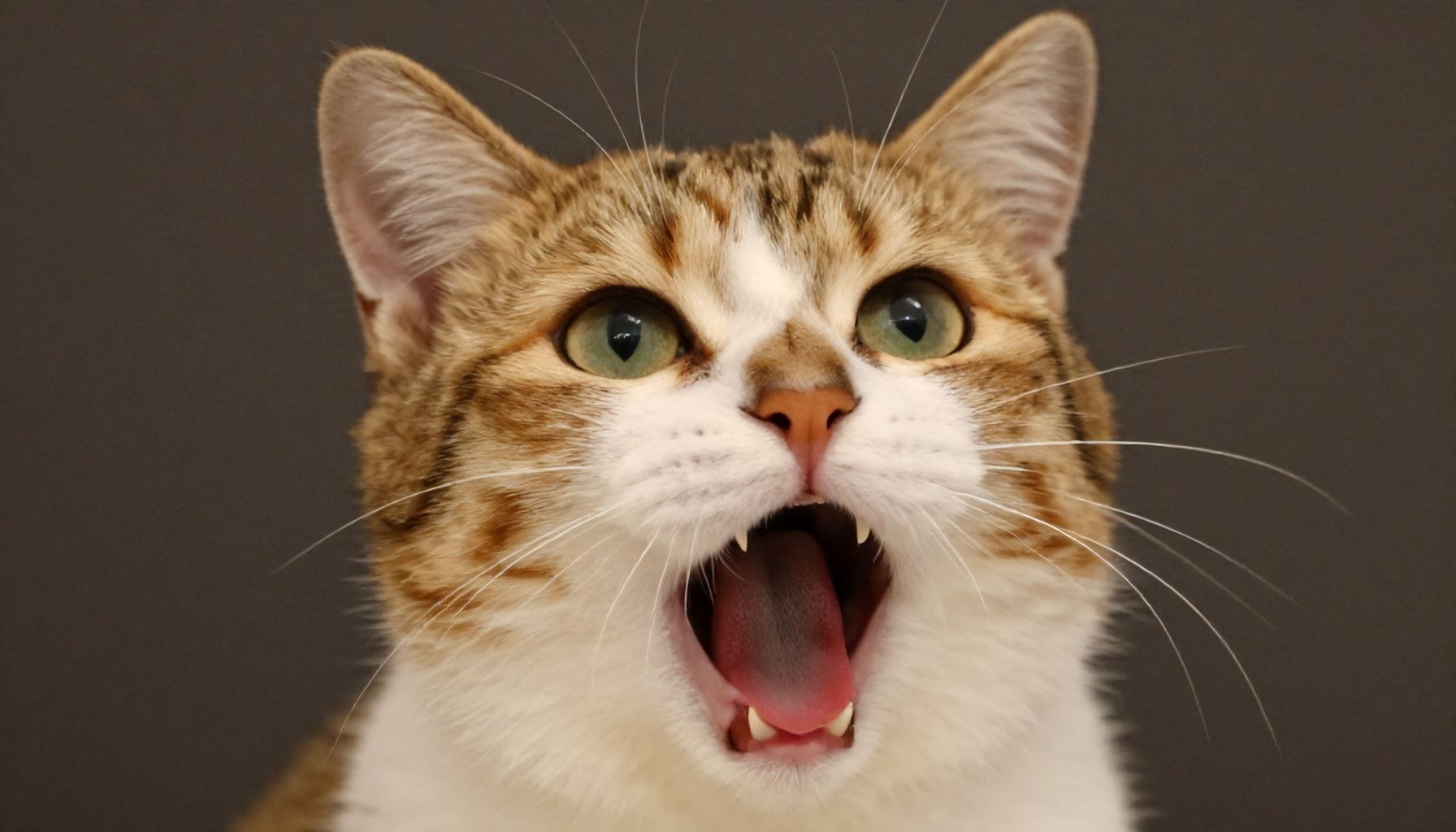 El origen del mewing y su popularidad