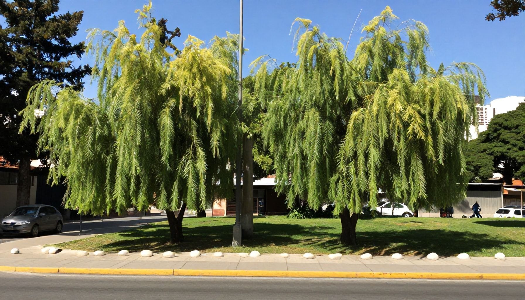 El renacer urbano de Los Sauces