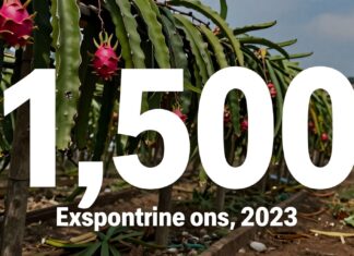 Dragon fruit exportaciones de Vietnam alcanzan 1,500 toneladas en 2023