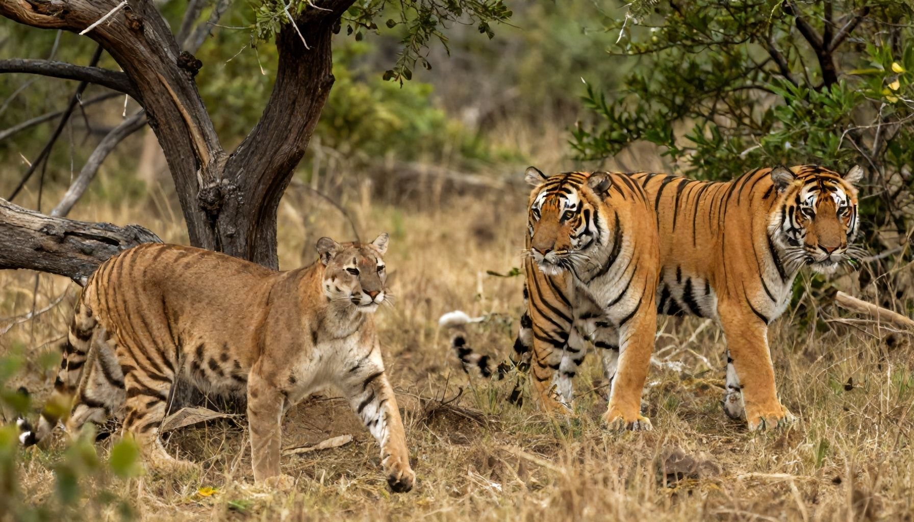 Habitat compartido en la Reserva de la Biosfera