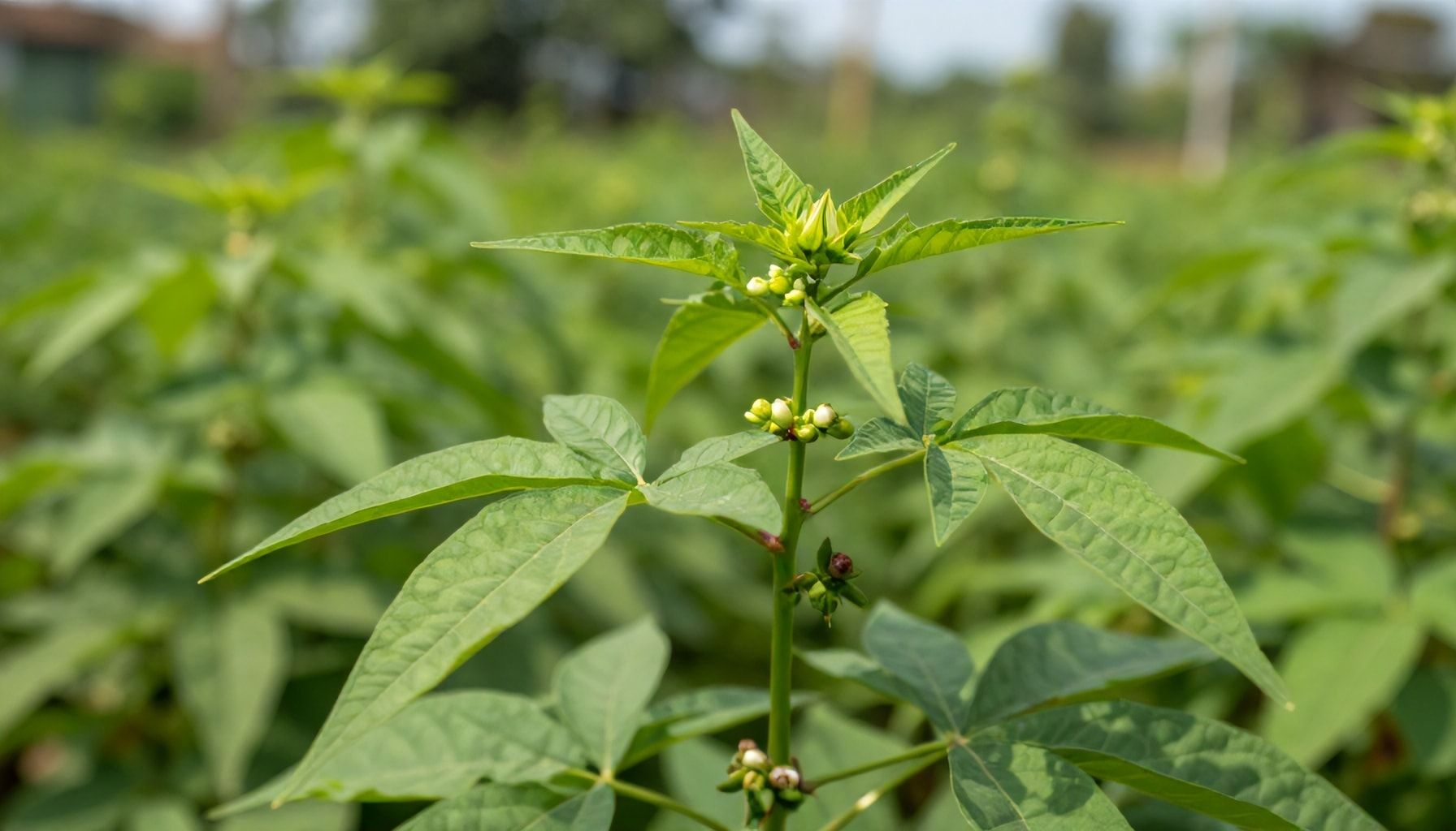 Investigaciones futuras y aplicaciones