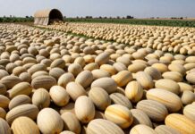 Cosecha récord de melones en Andalucía supera las 300.000 toneladas