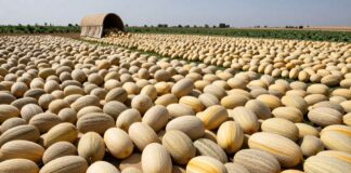 Cosecha récord de melones en Andalucía supera las 300.000 toneladas
