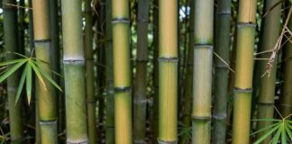 Descubren 12 nuevas especies de mueganos en la Amazonía peruana