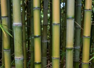 Descubren 12 nuevas especies de mueganos en la Amazonía peruana