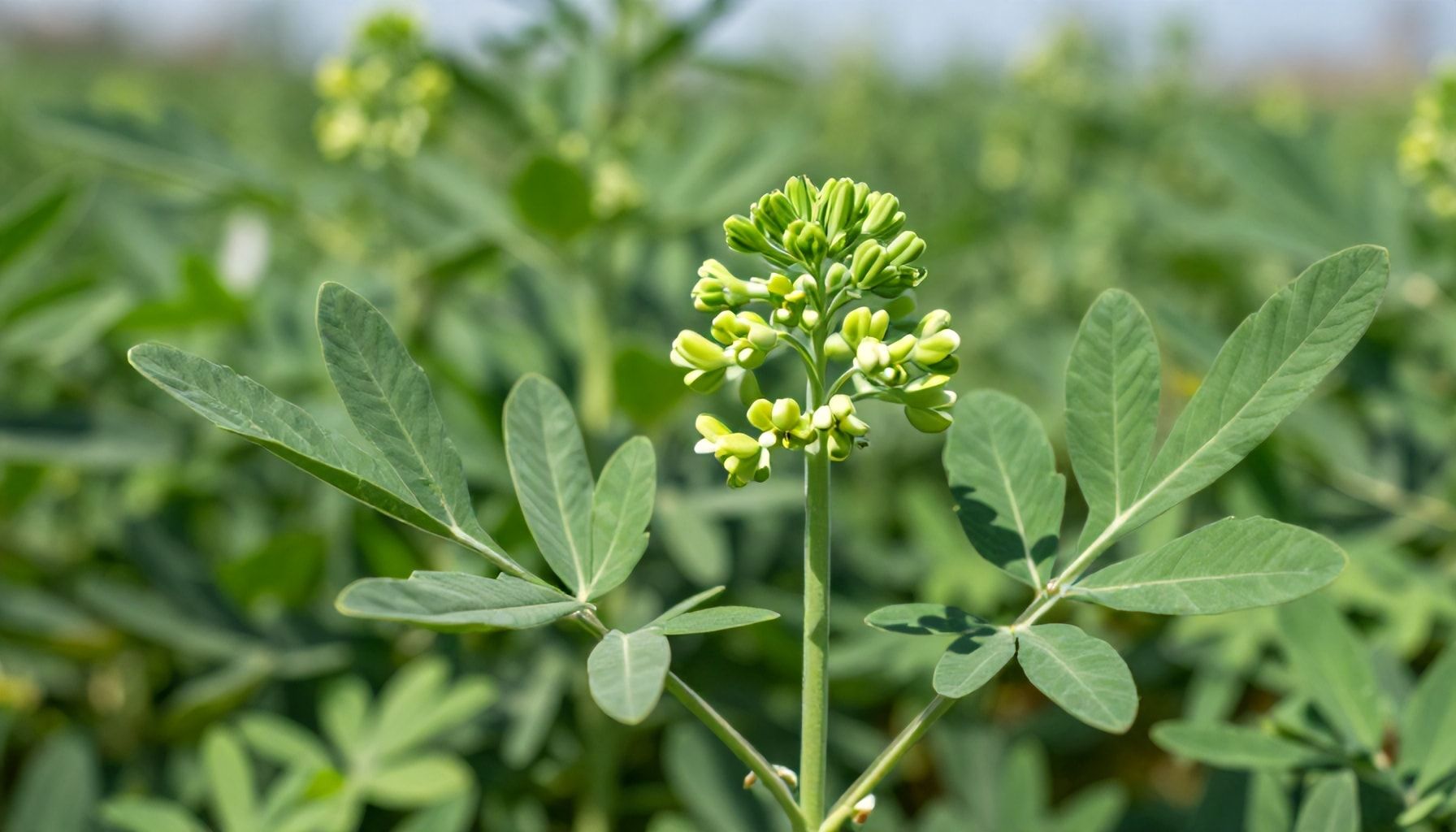 Posibles aplicaciones médicas en el futuro