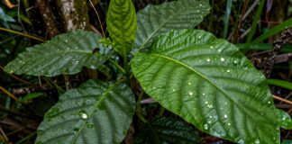 Descubren 15 nuevas especies de plantas en la Amazonía peruana