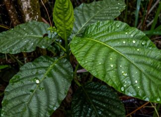 Descubren 15 nuevas especies de plantas en la Amazonía peruana