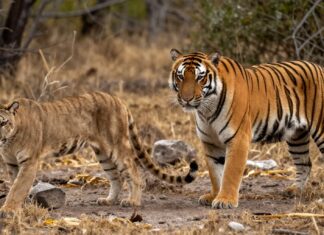 Pumas y tigres comparten territorio en zona protegida de México