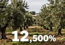 La industria de las aceitunas españolas resiste la crisis con 12.000 millones de euros en ventas anuales.