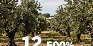 La industria de las aceitunas españolas resiste la crisis con 12.000 millones de euros en ventas anuales.