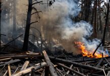 Un incendio devastador destruye 75 hectáreas de forestal en Arrayán, Chile