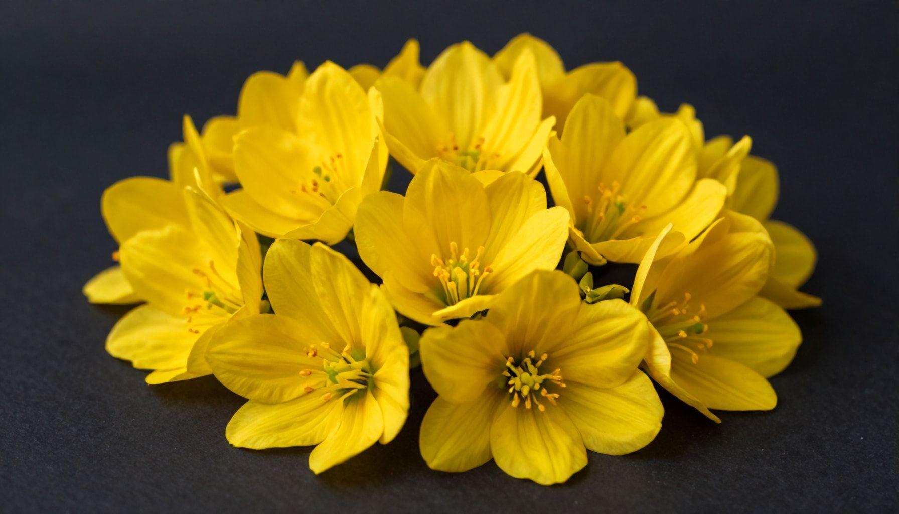 Cómo el regalo de flores amarillas puede cambiar la emoción de otra persona