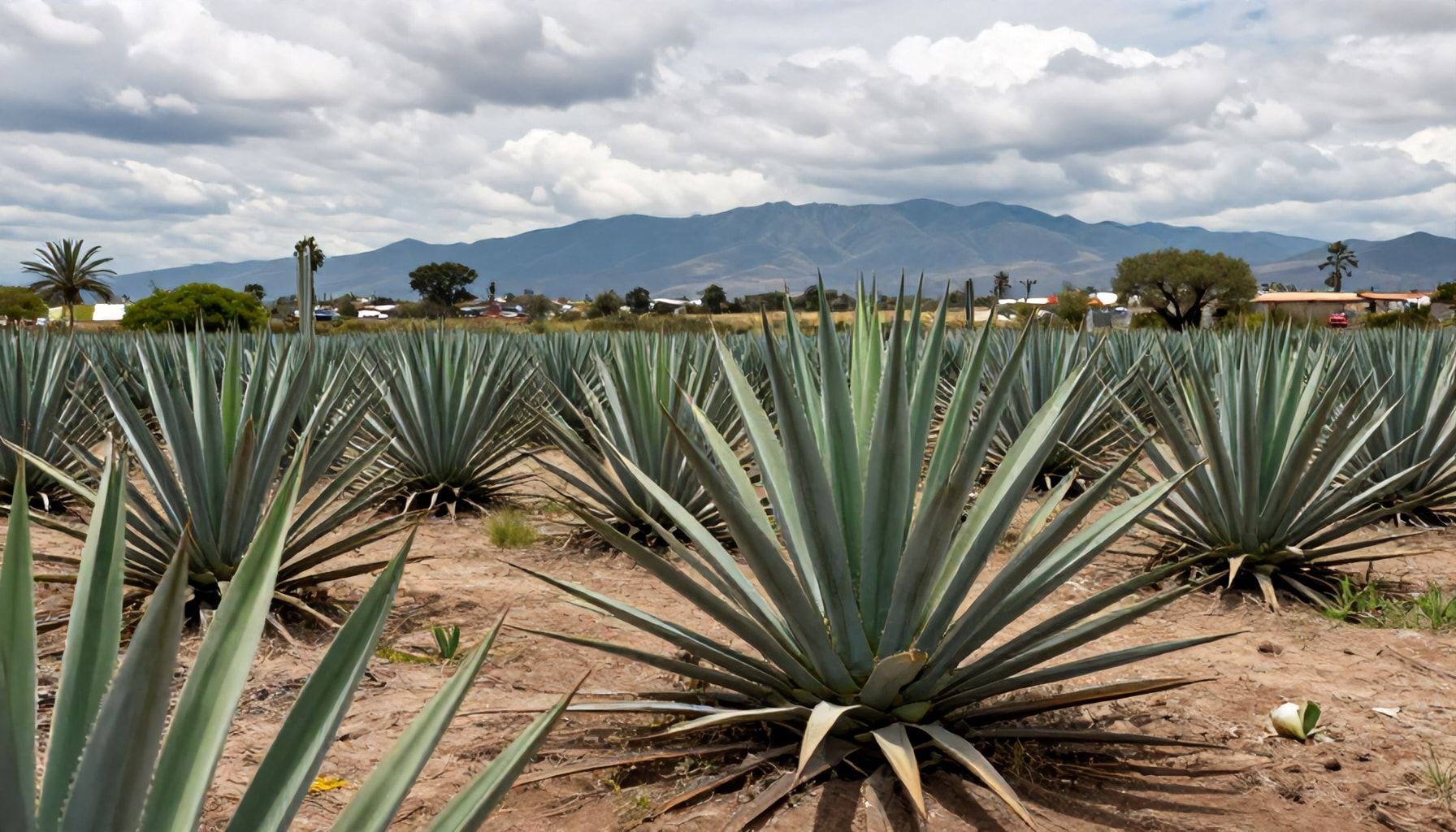 El impacto de la producción de agave en la economía local