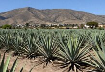 Seis mil agaves de alta calidad cosechados en la región de los Altos de Jalisco