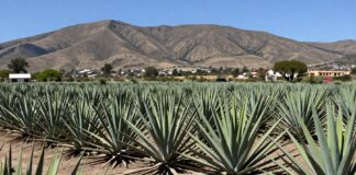 Seis mil agaves de alta calidad cosechados en la región de los Altos de Jalisco