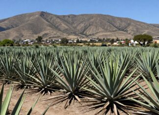 Seis mil agaves de alta calidad cosechados en la región de los Altos de Jalisco