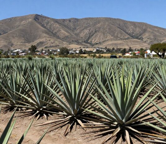 Seis mil agaves de alta calidad cosechados en la región de los Altos de Jalisco