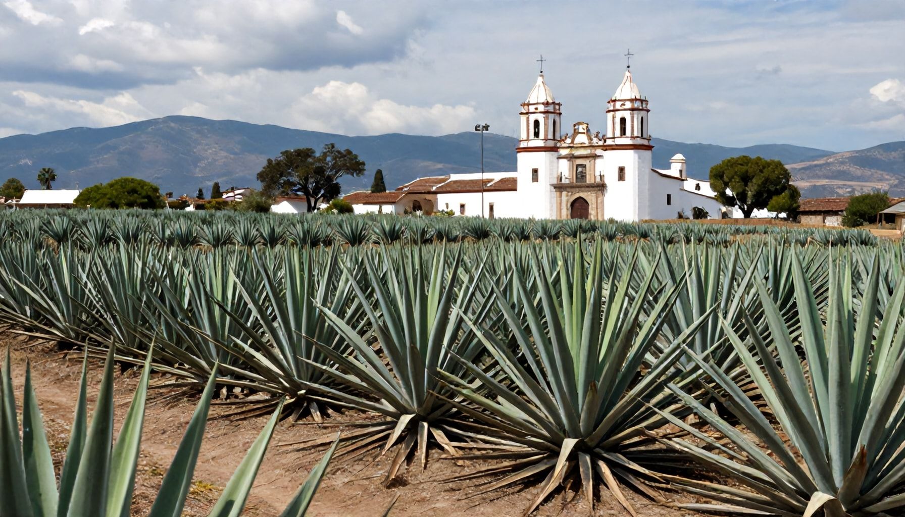 Los Altos de Jalisco: La cuna de los mejores agaves
