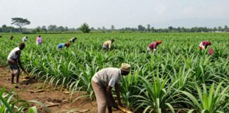 La cosecha de ñames de 2024 supera las expectativas en la región del Valle Central