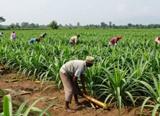 La cosecha de ñames de 2024 supera las expectativas en la región del Valle Central