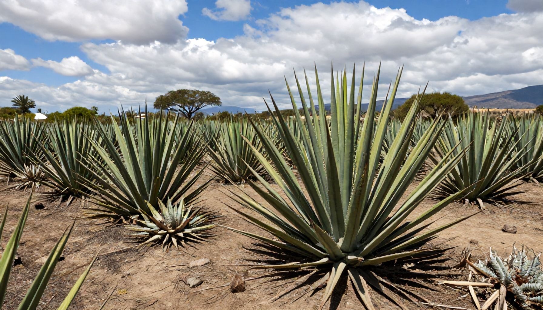 Origen y riqueza del sustrato en la región
