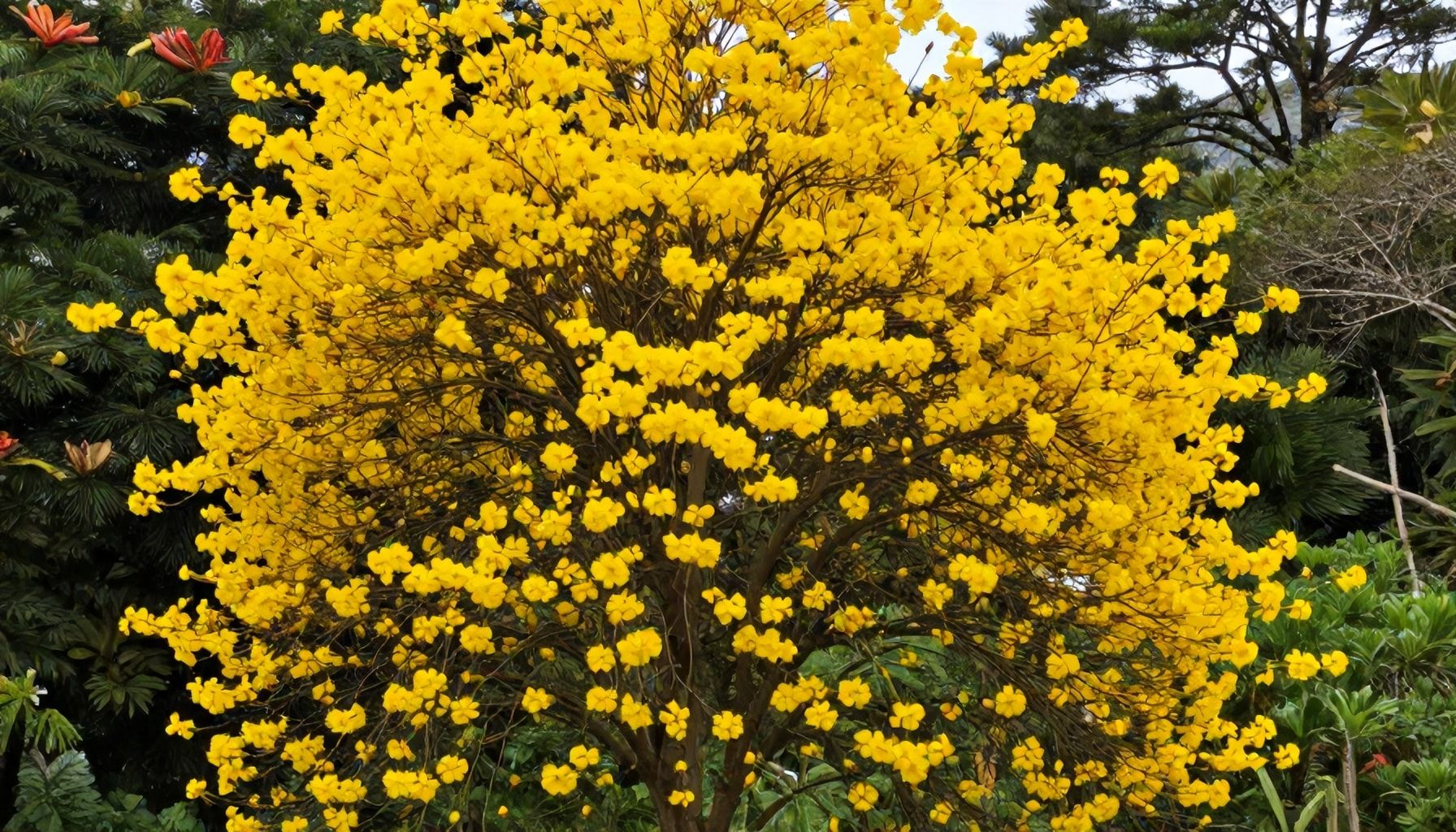 Científicos identifican 25 especies de flores amarillas en una sola región de Costa Rica 3 Costa Rica alberga una variedad de flores amarillas todo el año