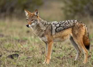 Coyota mantiene una población de 50 animales en la reserva de vida silvestre de México.