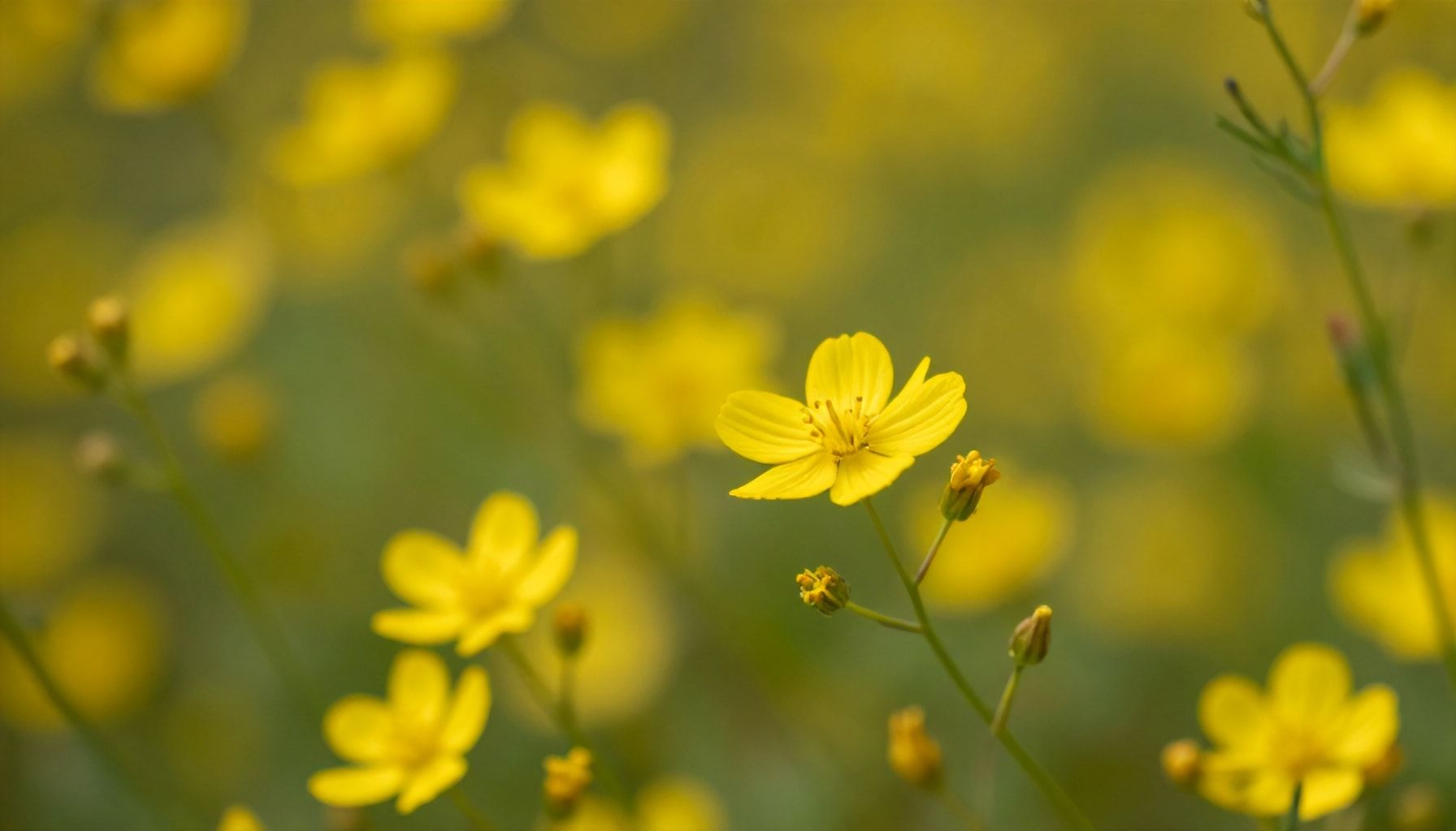Científicos identifican 25 especies de flores amarillas en una sola región de Costa Rica 1 Especies de flores amarillas se dan en un período específico