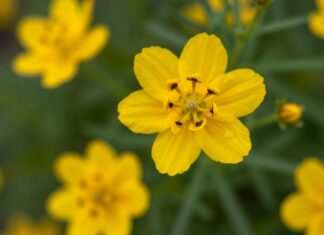 Las flores amarillas de la pasión: 5 significados detrás de esta planta icónica