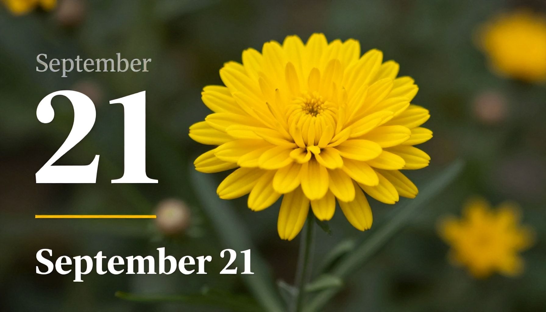 Se regalan flores amarillas millones de veces el 21 de septiembre en todo el mundo 1 Historia detrás de la tradición de flores amarillas