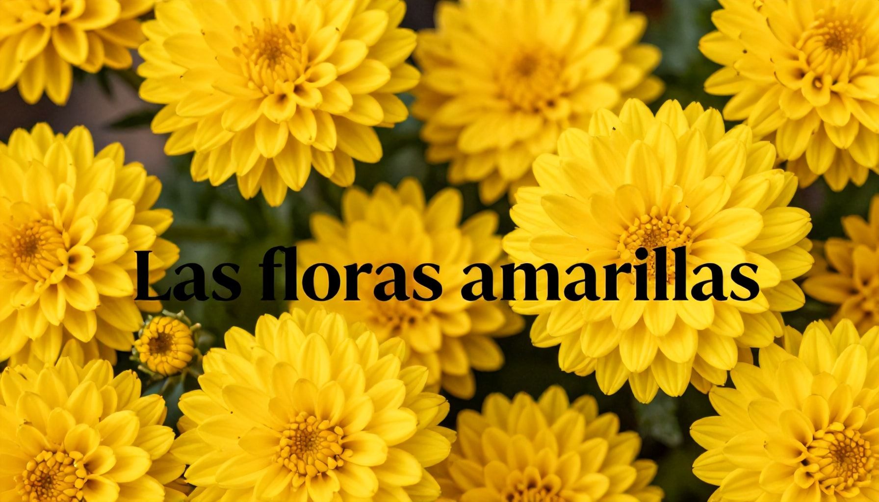 Las flores amarillas de la pasión: 5 significados detrás de esta planta icónica 1 Las flores amarillas, un símbolo de pasión y amor